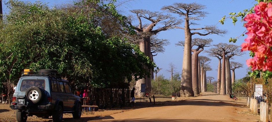 All�e des baobabs � Morondava - Madagascar