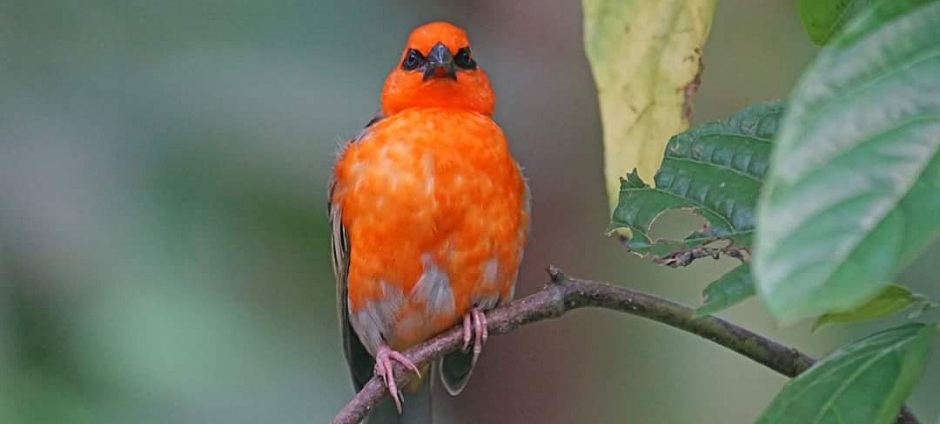 Foudia madagascariensis