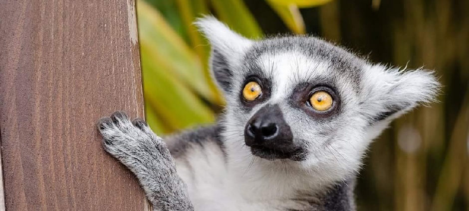 L�murien Maki Catta