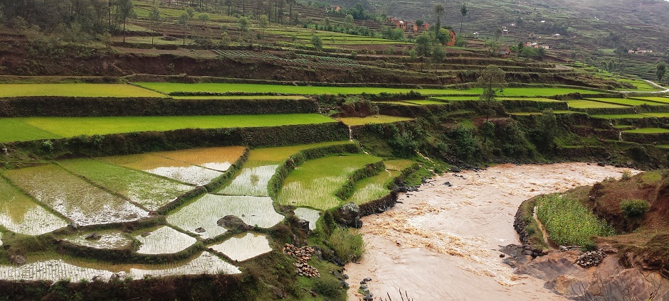 Rizi�re en terrasse sur les hautes terres